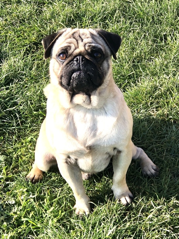 Carlin fauve Raven dit Roger. Comme tous mes chiens de l'élevage de La Vallée Sacrée c'est un amour, hyper pot colle , un vrai petit clown. Il est le père de certains de mes chiots carlin noir ou fauve masque noir.