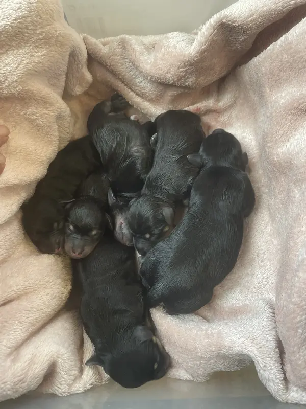 Chiot schnauzer nain npir et argent naissances le 30 avril 2024.