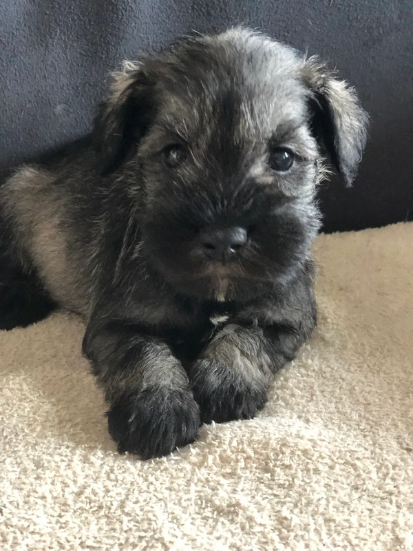 Chiot schnauzer nain poivre et sel disponible à la réservation Chiot schnauzer nain poivre et sel disponible à la réservation.