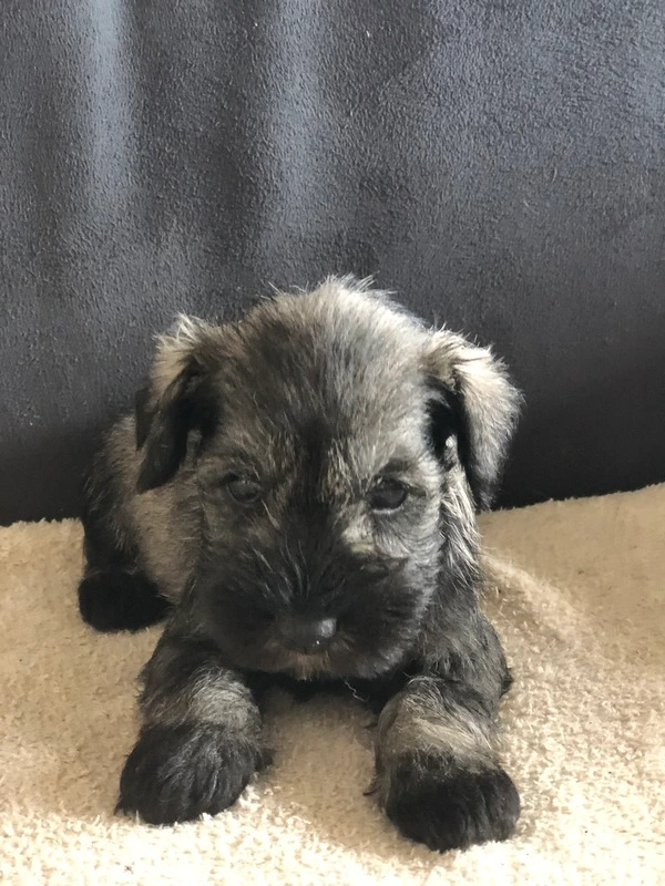 Chiot schnauzer nain de couleur poivre et sel disponible à la réservation. Chiot schnauzer nain de couleur poivre et sel disponible à la réservation