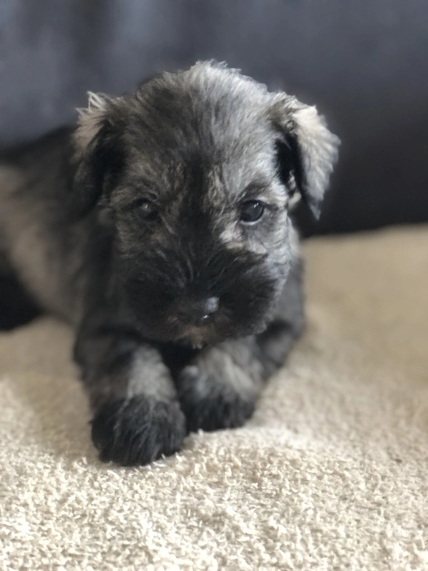 Chiot schnauzer nain de couleur poivre et sel disponible à la réservation. Chiot schnauzer nain de couleur poivre et sel disponible à la réservation.