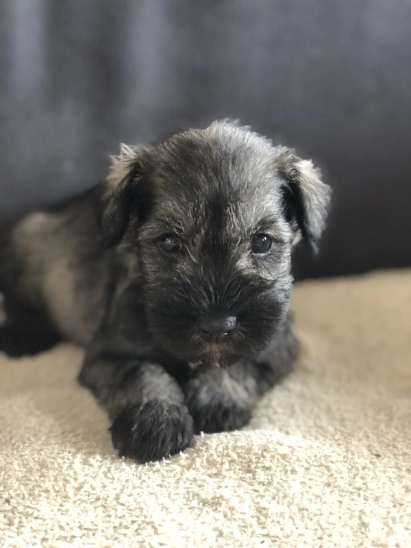 Chiot schnauzer nain de couleur poivre et sel disponible à la réservation. Chiot schnauzer nain de couleur poivre et sel disponible à la réservation.