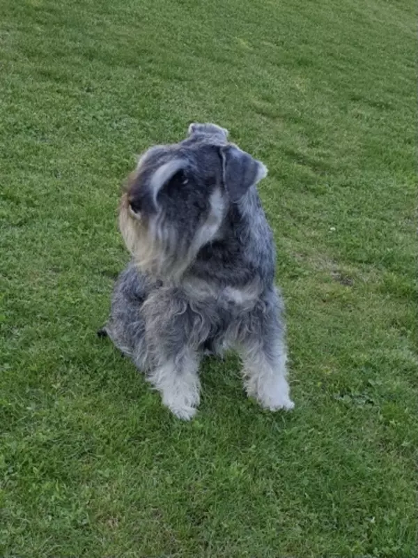 Lip mâle schnauzer nain poivre et sel. Lip est un mâle reproducteur que j'ai pris pour changer de sang. C'est le père d'Ugo. De gabarit moyen, il est magnifique à mes yeux. 