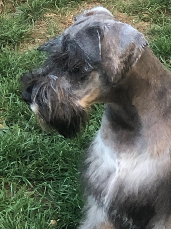 Scotty mâle schnauzer nain poivre et sel. Scotty est mon mâle reproducteur de mes chiots schnauzer nain poivre et sel. De gabarit moyen, il est magnifique à mes yeux. Scotty apprécie de gambader dans le parc mais adore se prélasser dans le canapé. 