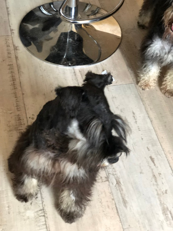 Schnauzer nain noir et argent