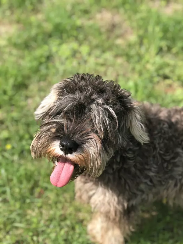 Ugo mâle schnauzer nain poivre et sel. Ugo est mon mâle reproducteur de mes chiots schnauzer nain poivre et sel. De gabarit moyen, il est magnifique à mes yeux. Ugo apprécie de gambader dans le parc mais adore se prélasser dans le canapé. 