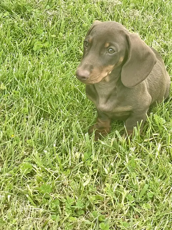 Teckel nain ou kanichen poil ras. Comme tous mes chiens de l'élevage de La Vallée Sacrée ce sera un amour, hyper pot colle et très obéissant.