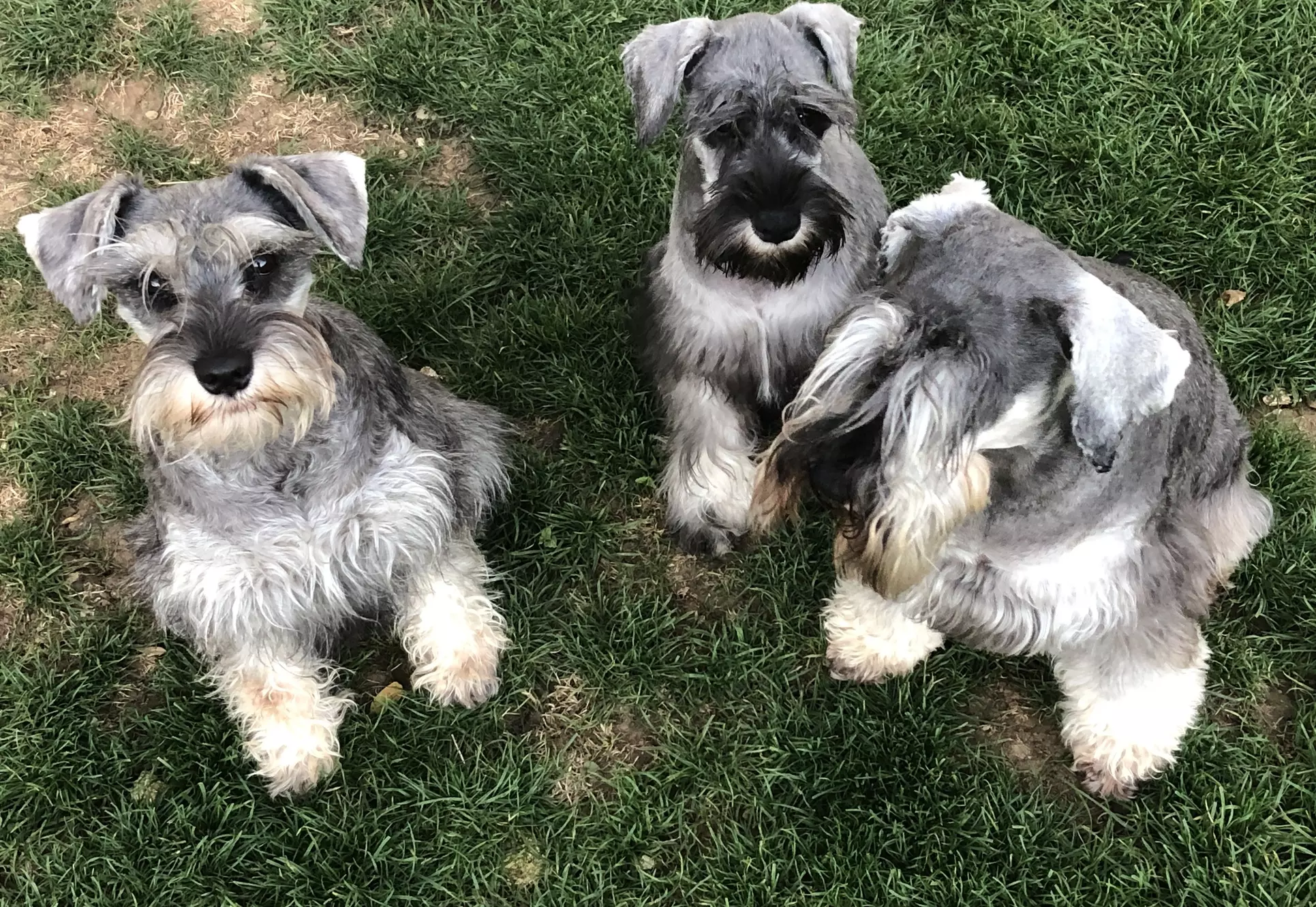 Élevage de schnauzer nain poivre set sel.