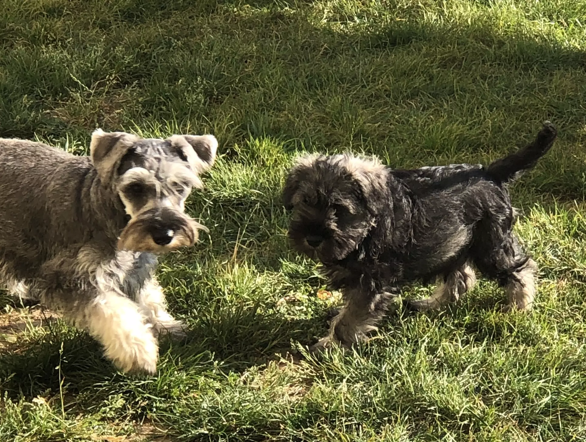 Éleveur de schnauzer nain sacha adulte et solix chiot.