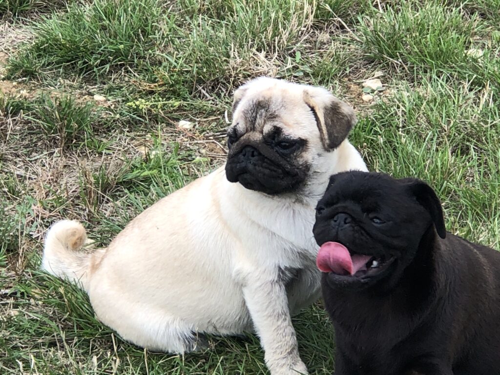 Carlin noir ou fauve masque noir en France - Elevage de la Vallée